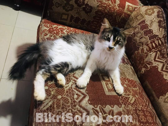 Maincoon and turkish angora mixed Cat